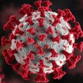 Le virus de la maladie de Pacheco : ce que tout propriétaire d'oiseau doit savoir