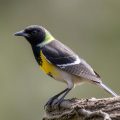 Vergiftungen: Sustancias que ponen en peligro a nuestros pájaros y cómo protegerlos