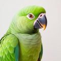 Cómo realizar un chequeo básico de salud a tu loro: guía práctica y amigable para dueños