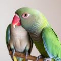 Toxicidad por zinc: un peligro doméstico frecuente para loros