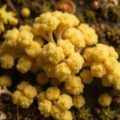 Aspergillose: Der gefürchtete Schimmelpilz