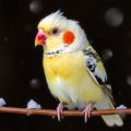 Corrientes Peligrosas: Cómo evitar el "Schnupfen" en tu ave (Gefährliche Zugluft: Wie Sie Schnupfen bei Ihrem Vogel vermeiden)