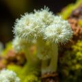 L'aspergillose : Une infection fongique redoutable qui mérite qu’on s’y attarde