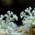 Aspergillosis: A Dangerous Fungal Infection — What You Need to Know