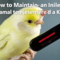 Comment Maintenir une Température Idéale para un Oiseau Malade: Guía práctica y cariñosa