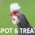 How to Spot and Treat Feather Plucking: A Friendly, Practical Guide for Caring Bird Owners