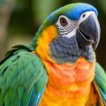 Common Toxic Foods and Household Dangers for Parrots: What Every Bird Owner Needs to Know
