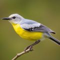 El peligro silencioso en tu cocina: envenenamiento por Teflón (PTFE) en aves