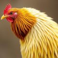 Avian Gastric Yeast (AGY) Infection: A Comprehensive Guide