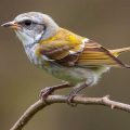 When Tiny Minds Go Awry: Understanding Seizures and Neurological Disorders in Birds