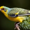 Clamidiosis en aves: diagnóstico, tratamiento y prevención — Una guía completa y práctica