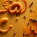 Parasites internes : tout ce que vous devez savoir sur les vers et les protozoaires