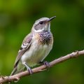 Durchfall bei Vögeln: Was tun? Ein praktischer Leitfaden für besorgte Vogelhalter