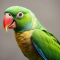 Aliments Toxiques et Mortels pour votre Perroquet