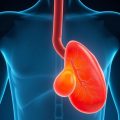 Fettleber (Hepatische Lipidose) durch falsche Ernährung: cómo la dieta moderna puede transformar tu hígado
