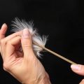 Plumas que hablan: cómo identificar y tratar el arrancamiento de plumas en tus aves