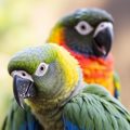 The Hidden Heartbeat: How Emotions Turn into Physical Illness in Parrots