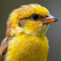Polyomavirose: Besonders für Jungvögel gefährlich — Una mirada completa para criadores y amantes de las aves