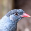 Aspergilosis en aves: la amenaza micótica que todo cuidador debe conocer