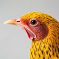 Avian Gastric Yeast (AGY) Infection: síntomas, manejo y lo que todo cuidador de aves debe saber