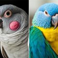 Papillomas and Internal Tumors in Parrots: Lo que todo cuidador debe saber