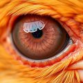 La conjonctivite chez les oiseaux : guide complet pour comprendre, diagnostiquer et soigner
