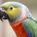 Mon perroquet s'arrache les plumes : Causes et solutions pour le propriétaire inquiet