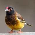 When Feathers Hide a Deficiency: Recognizing Signs of Vitamin A Deficiency in Birds