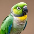 Allergies in Parrots: Can Birds Have Allergies?