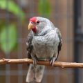 L'importance de la quarantaine pour un nouvel oiseau : protéger votre foyer et votre compagnon à plumes