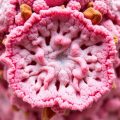 La Candidose : Identifier et Traiter cette Infection Fongique — Guía clara en español para identificar y tratar la candidiasis