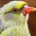 Por qué la cuarentena salva vidas: la importancia de la "quarantaine" para un nuevo pájaro