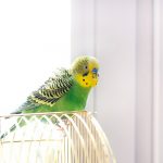 10 основных правил ухода за волнистиками
