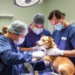 Ветеринарная хирургия: когда скальпель — не конец, а шанс на новую жизнь питомца