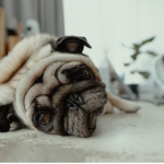 Потеря аппетита у питомца без видимых причин: что делать владельцу