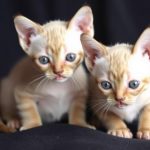 Why Devon Rex Kittens Win Hearts: A Friendly Guide to Raising Your Curly-Eared Companion